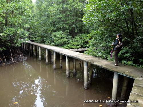 Boeng Kayak Mangrove Forest and Peam Krasop Wildlife Sanctuary in Koh Kong, Cambodia.