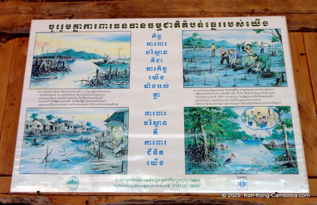 Mangrove Forest and Peam Krasop Wildlife Sanctuary in Koh Kong, Cambodia