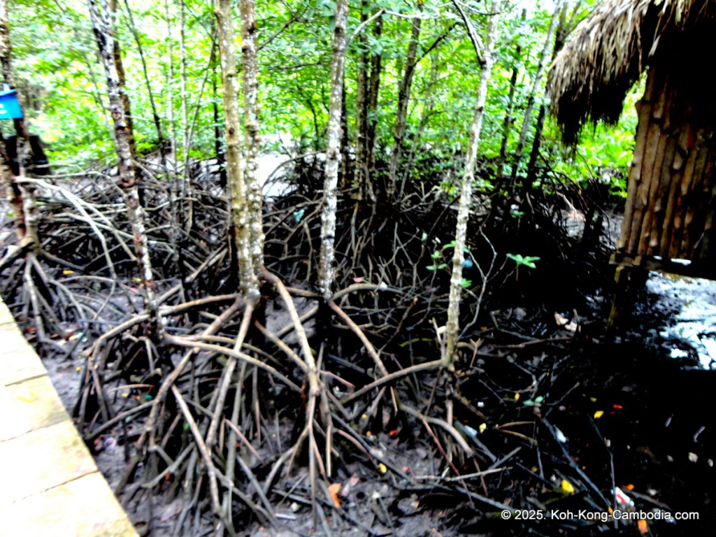 Mangrove Forest and Peam Krasop Wildlife Sanctuary in Koh Kong, Cambodia
