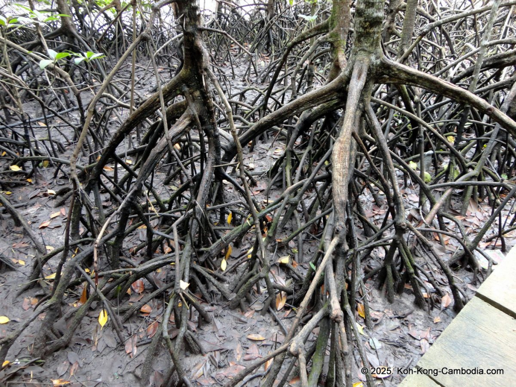 Mangrove Forest and Peam Krasop Wildlife Sanctuary in Koh Kong, Cambodia