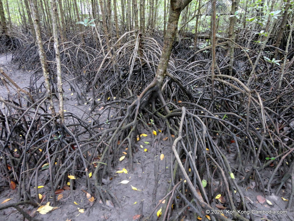 Mangrove Forest and Peam Krasop Wildlife Sanctuary in Koh Kong, Cambodia
