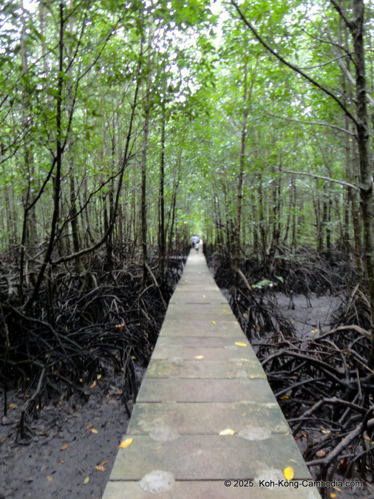 Mangrove Forest and Peam Krasop Wildlife Sanctuary in Koh Kong, Cambodia
