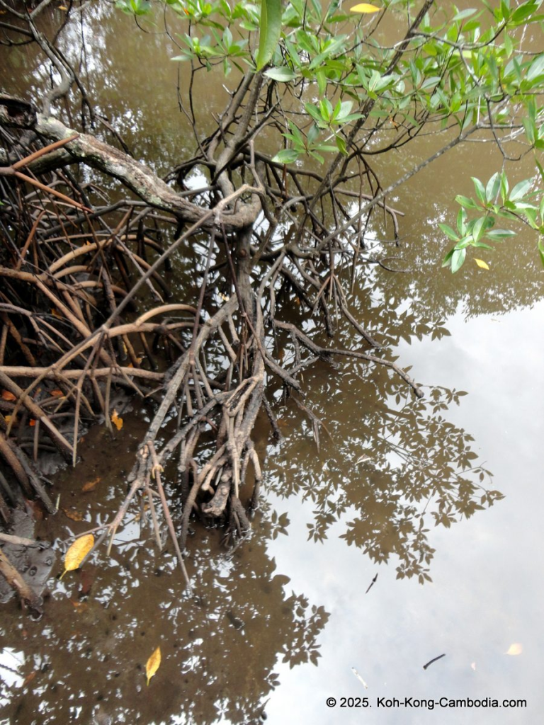 Mangrove Forest and Peam Krasop Wildlife Sanctuary in Koh Kong, Cambodia