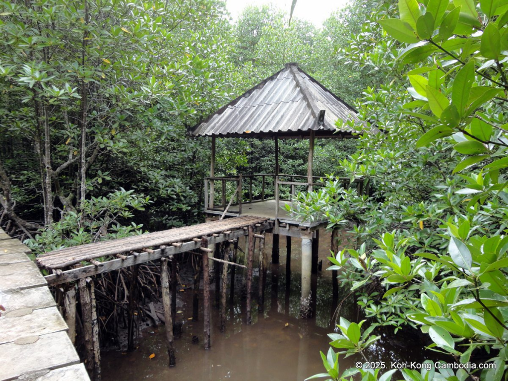 Mangrove Forest and Peam Krasop Wildlife Sanctuary in Koh Kong, Cambodia
