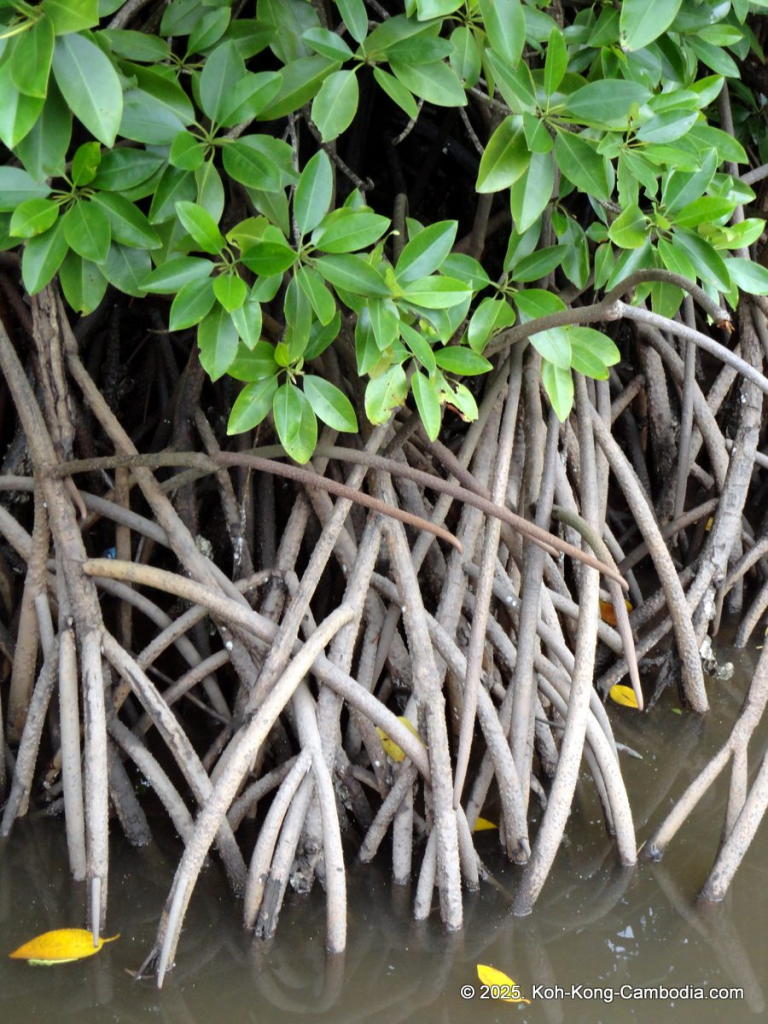 Mangrove Forest and Peam Krasop Wildlife Sanctuary in Koh Kong, Cambodia