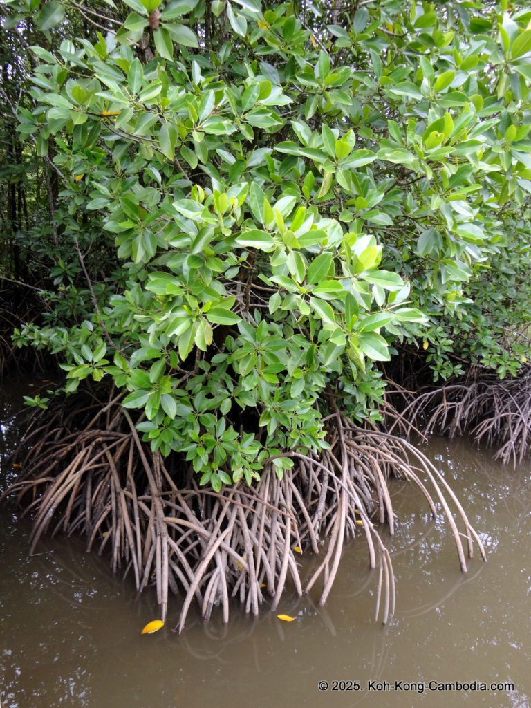 Mangrove Forest and Peam Krasop Wildlife Sanctuary in Koh Kong, Cambodia