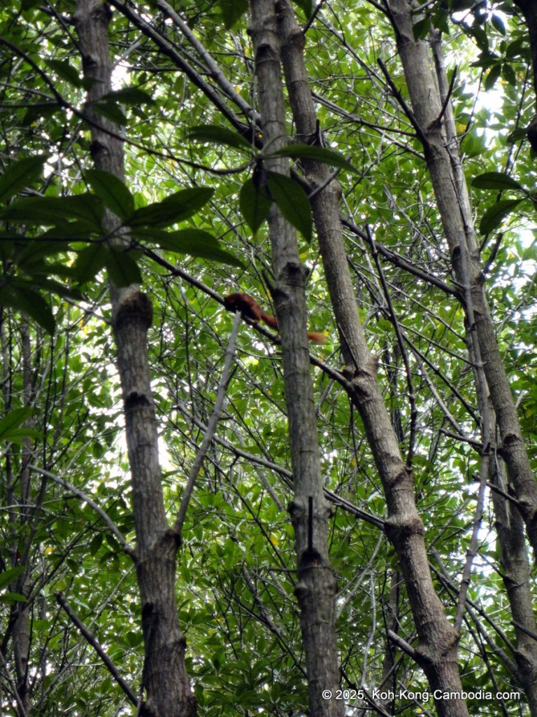 Mangrove Forest and Peam Krasop Wildlife Sanctuary in Koh Kong, Cambodia
