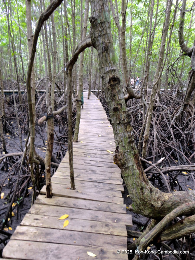 Mangrove Forest and Peam Krasop Wildlife Sanctuary in Koh Kong, Cambodia