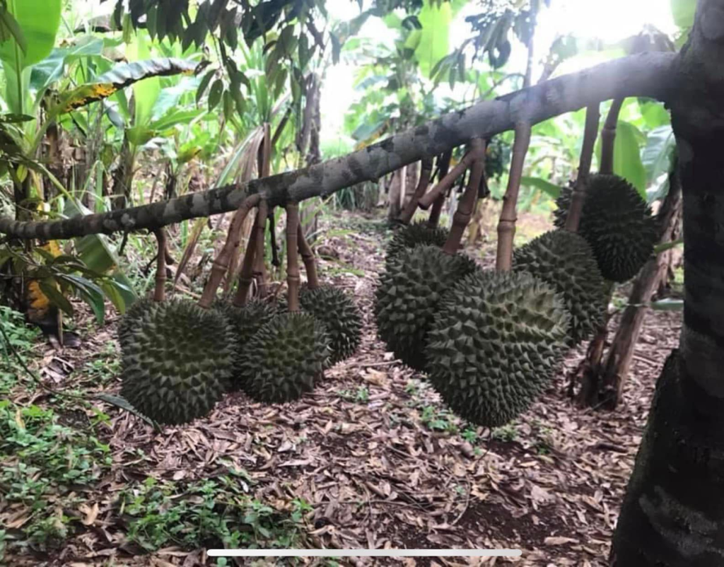 cardamom mountain guesthouse koh kong cambodia