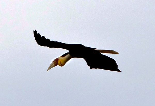 Cardamom Mountains in Koh Kong cambodia