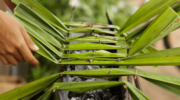 Cardamom Mountains in Koh Kong cambodia