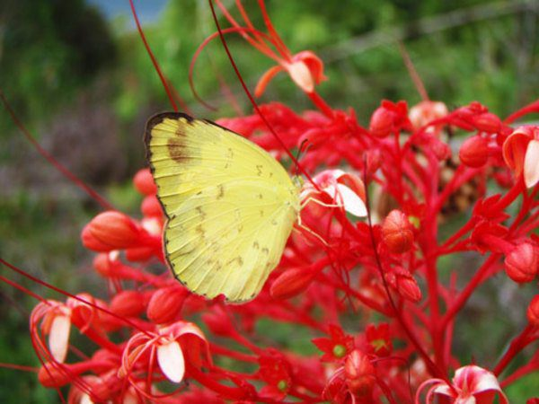 Cardamom Mountains in Koh Kong cambodia