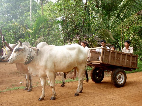 Cardamom Mountains in Koh Kong cambodia